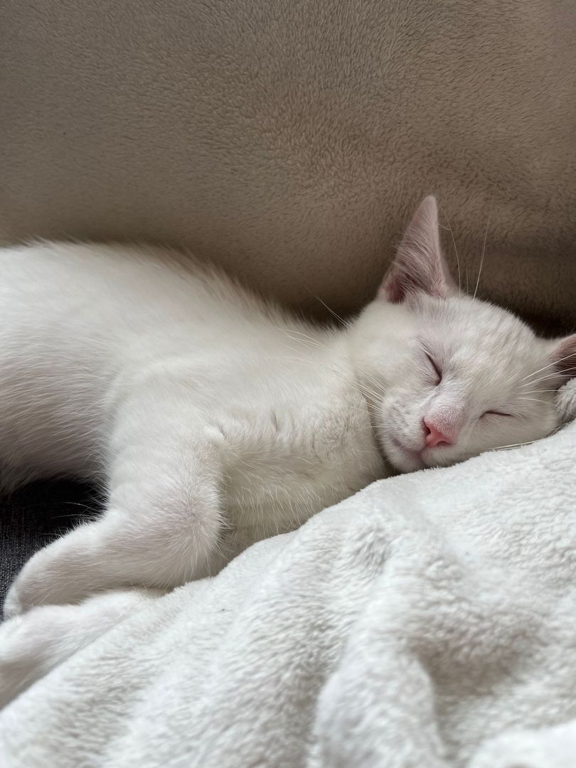 Entzückendes Kätzchen (Mix Karthäuser Angora) ab sofort abzugeben! Entzückendes Kätzchen (Mix Karthäuser Angora) ab sofort abzugeben!