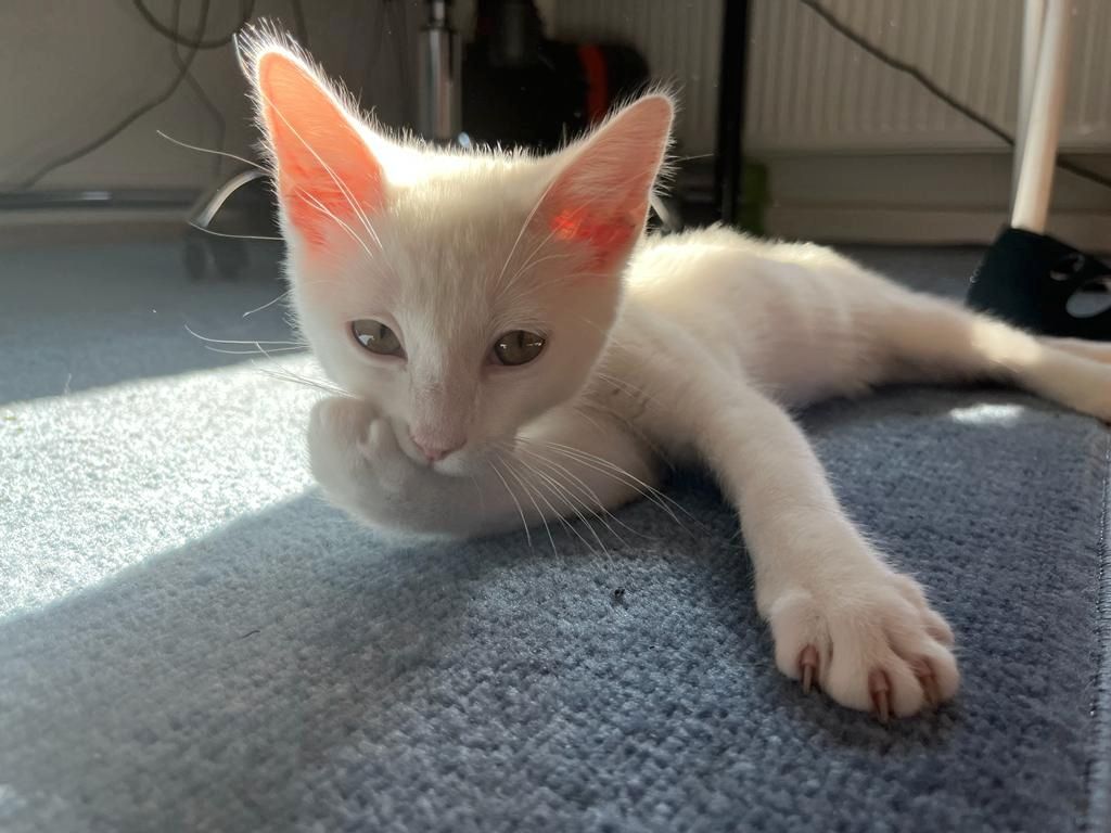 Entzückendes Kätzchen (Mix Karthäuser Angora) ab sofort abzugeben! Entzückendes Kätzchen (Mix Karthäuser Angora) ab sofort abzugeben!