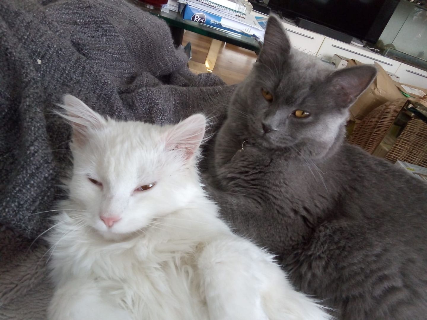 Entzückendes Kätzchen (Mix Karthäuser Angora) ab sofort abzugeben! Entzückendes Kätzchen (Mix Karthäuser Angora) ab sofort abzugeben!