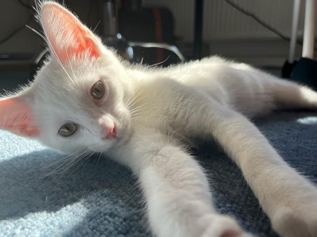 Entzückendes Kätzchen (Mix Karthäuser Angora) ab sofort abzugeben! Entzückendes Kätzchen (Mix Karthäuser Angora) ab sofort abzugeben!