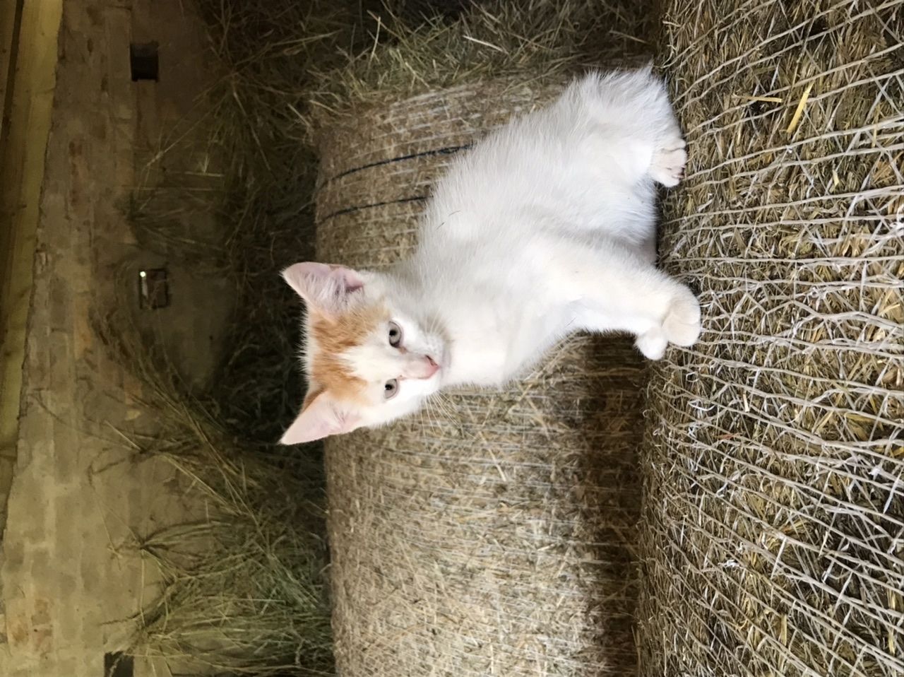 2 kleine weiß-rote Kater abzugeben