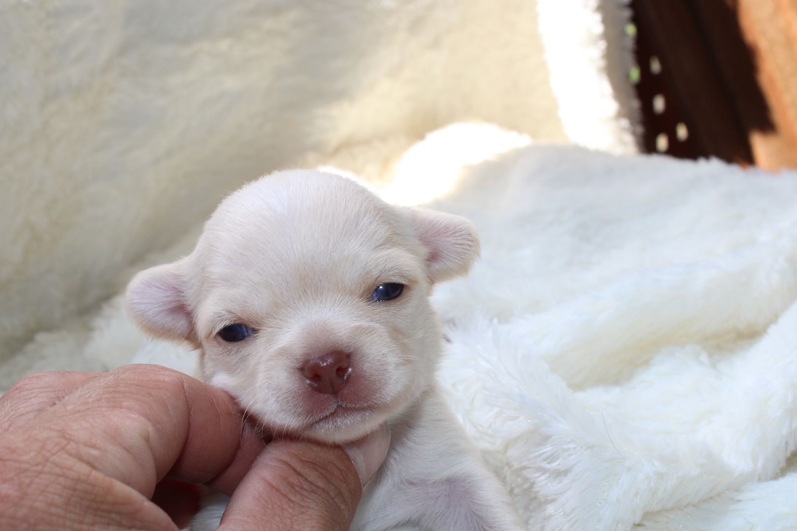 Chihuahua Welpen Chihuahua Welpen