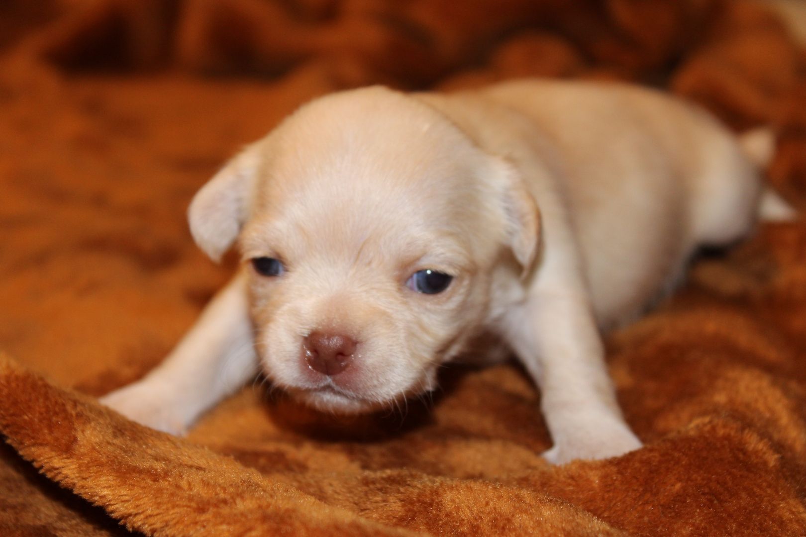 Chihuahua Welpen Chihuahua Welpen