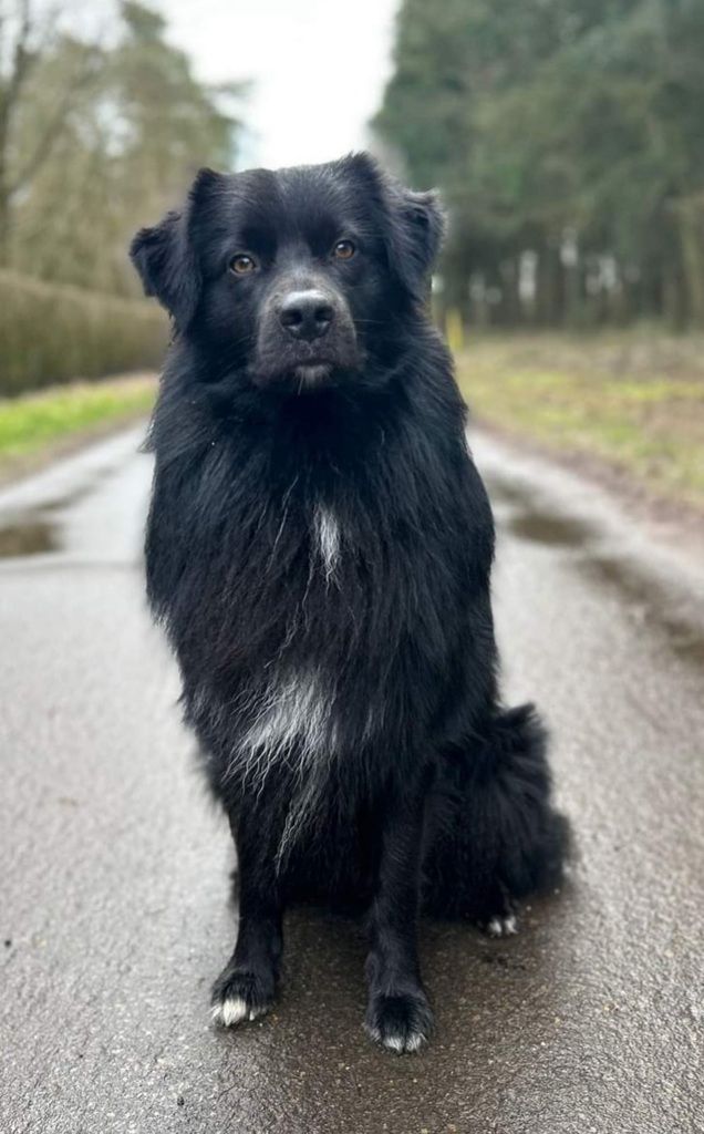 Australian Shepherds- Traum in schwarz