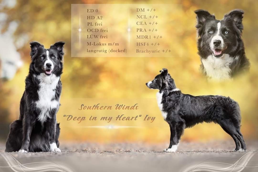 Australian Shepherds- Traum in schwarz