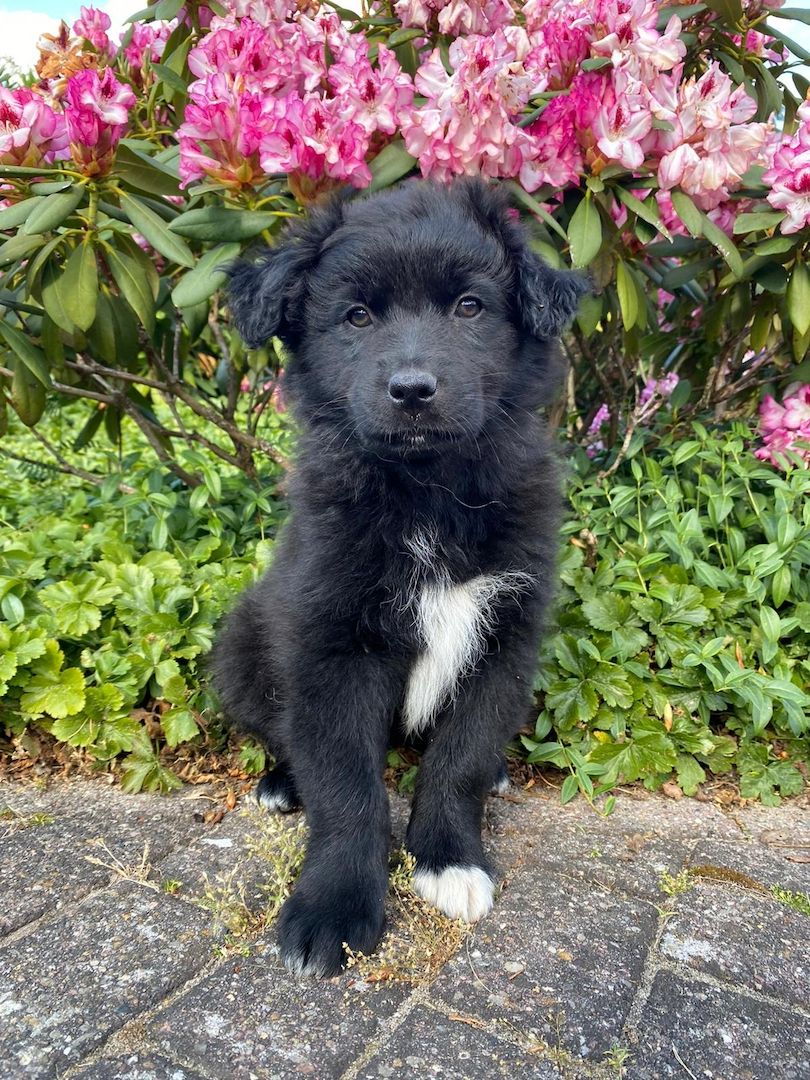 Australian Shepherds- Traum in schwarz