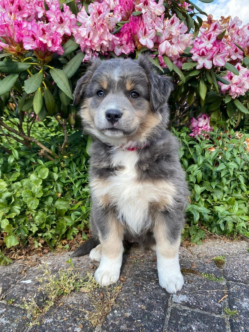 Australian Shepherds- Traum in schwarz