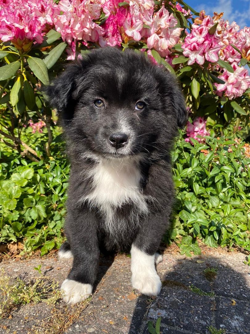 Australian Shepherds- Traum in schwarz
