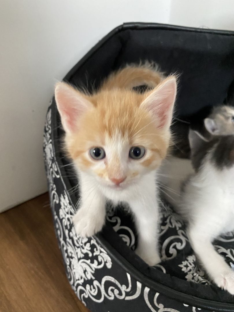 Kätzchen suchen ein liebevolles Zuhause