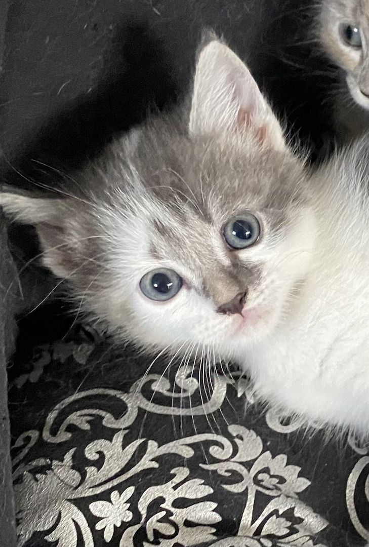 Kätzchen suchen ein liebevolles Zuhause