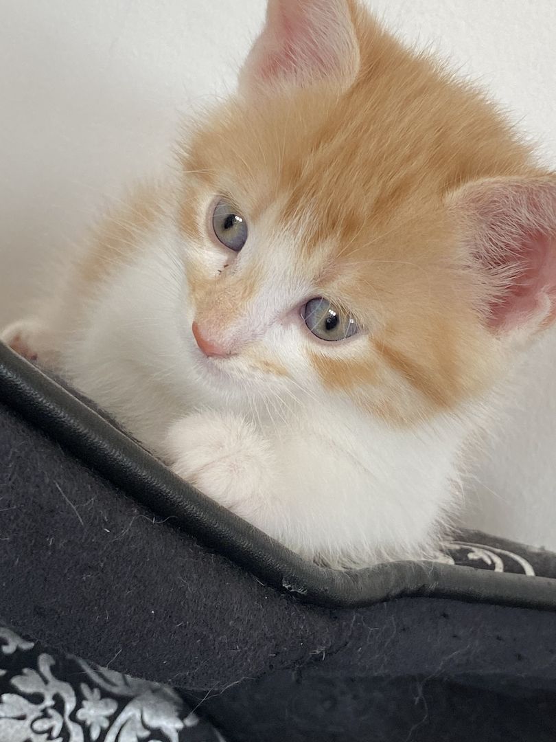 Kätzchen suchen ein liebevolles Zuhause