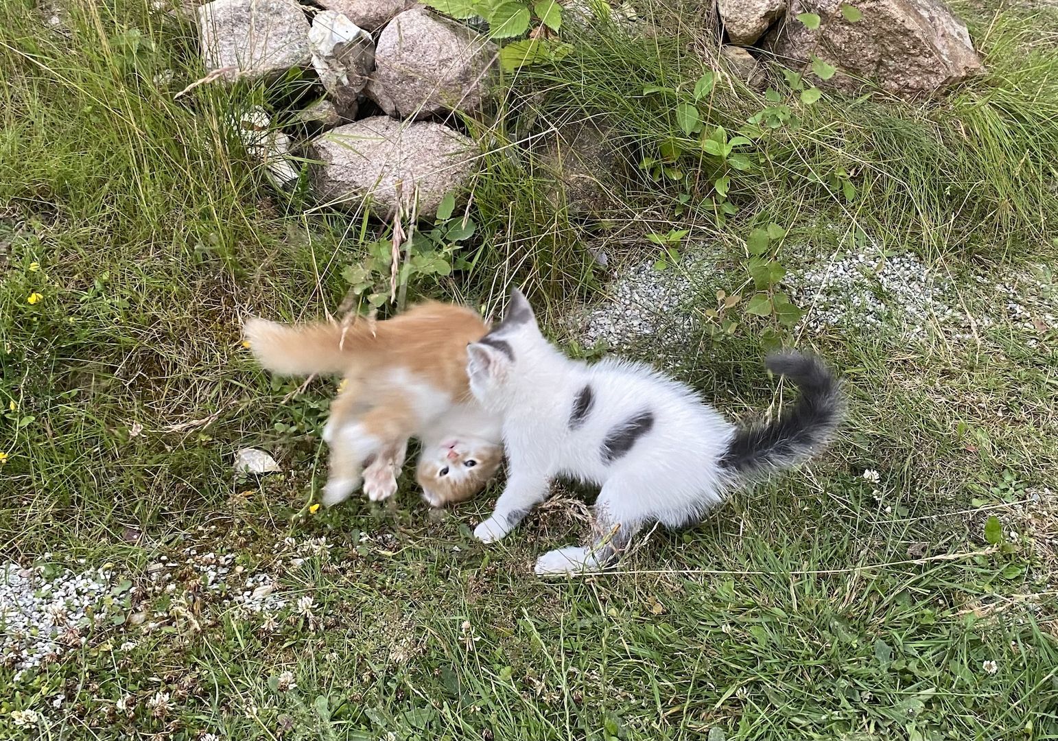 Kätzchen suchen ein liebevolles Zuhause
