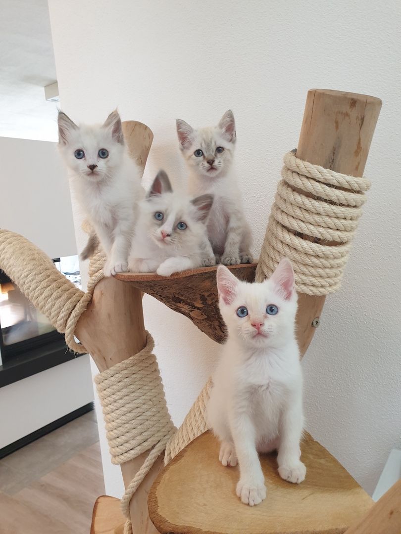 Heilige Birma Ragdoll Kätzchen Kitten Heilige Birma Ragdoll Kätzchen Kitten