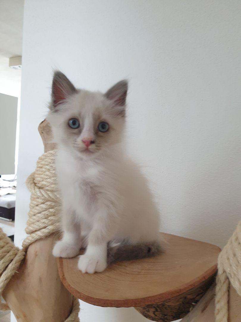 Heilige Birma Ragdoll Kätzchen Kitten Heilige Birma Ragdoll Kätzchen Kitten