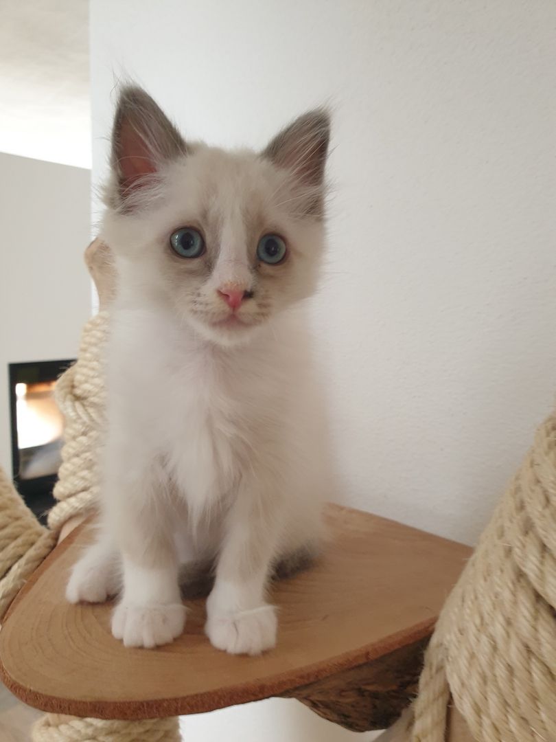 Heilige Birma Ragdoll Kätzchen Kitten Heilige Birma Ragdoll Kätzchen Kitten