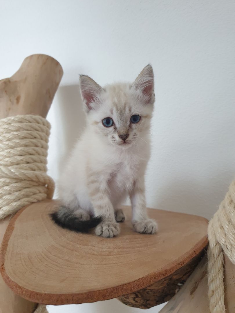 Heilige Birma Ragdoll Kätzchen Kitten Heilige Birma Ragdoll Kätzchen Kitten