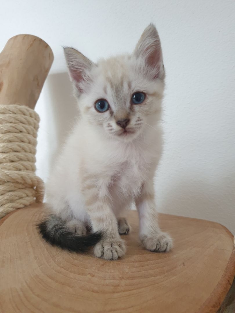 Heilige Birma Ragdoll Kätzchen Kitten Heilige Birma Ragdoll Kätzchen Kitten