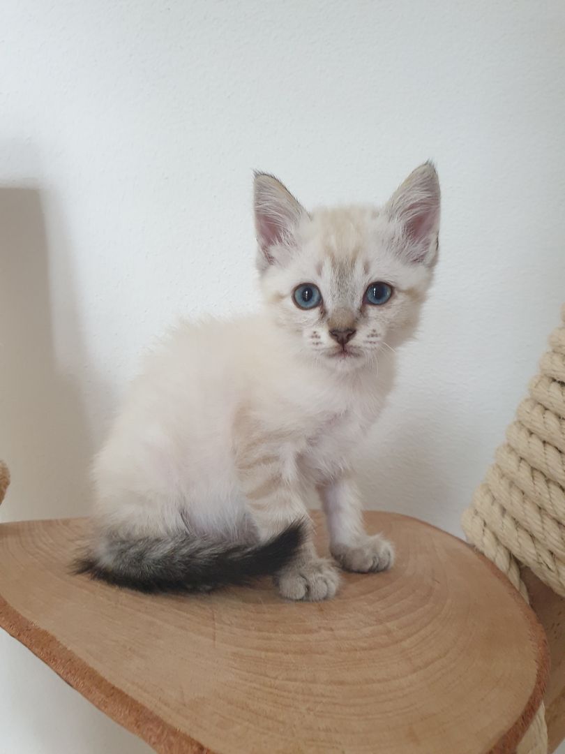 Heilige Birma Ragdoll Kätzchen Kitten Heilige Birma Ragdoll Kätzchen Kitten