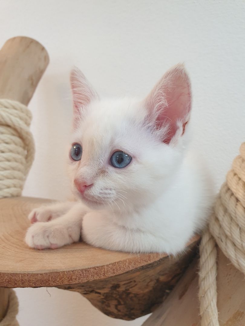 Heilige Birma Ragdoll Kätzchen Kitten Heilige Birma Ragdoll Kätzchen Kitten