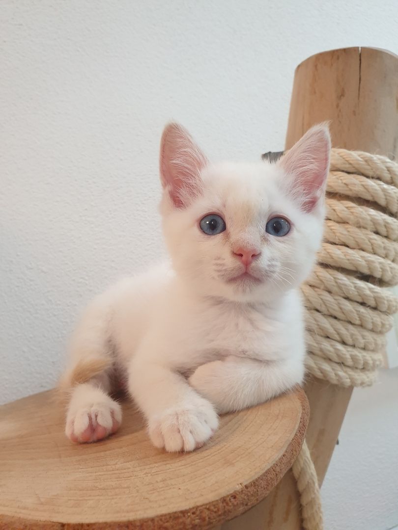 Heilige Birma Ragdoll Kätzchen Kitten Heilige Birma Ragdoll Kätzchen Kitten