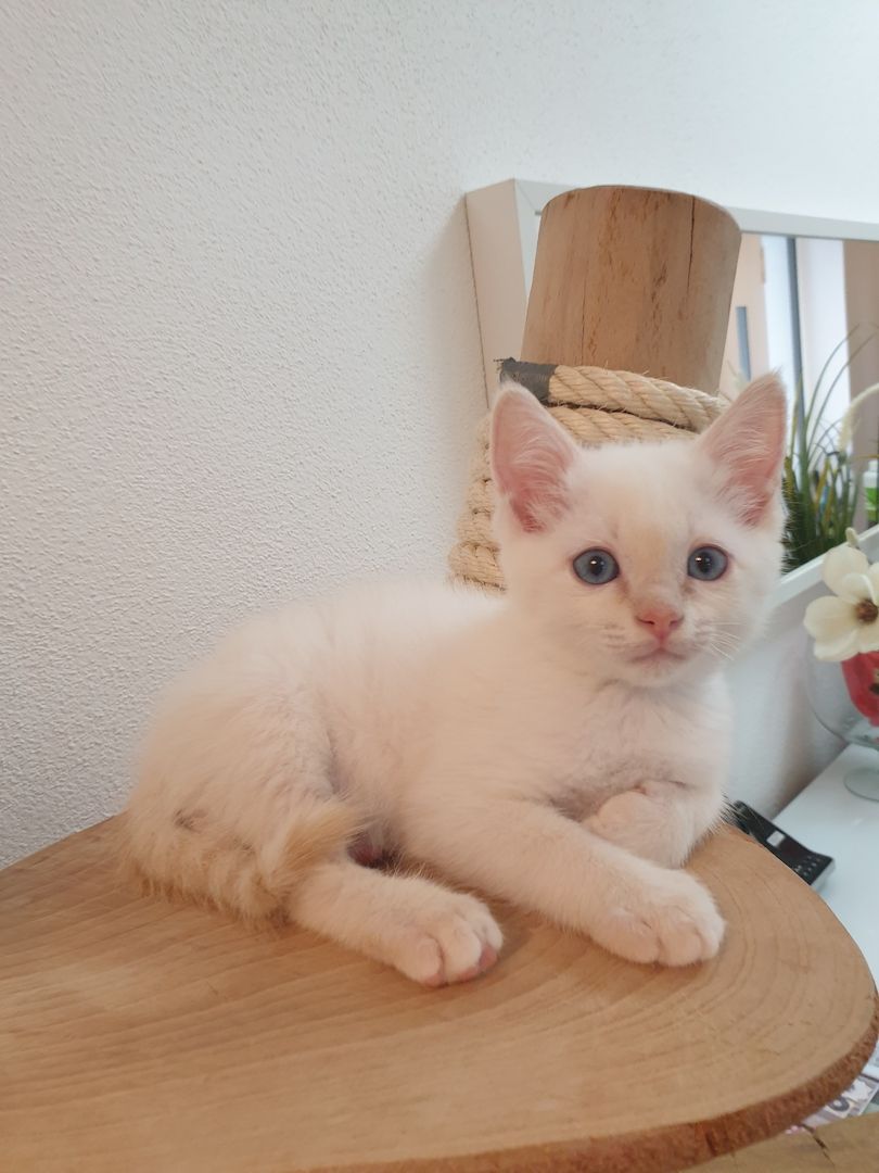 Heilige Birma Ragdoll Kätzchen Kitten Heilige Birma Ragdoll Kätzchen Kitten