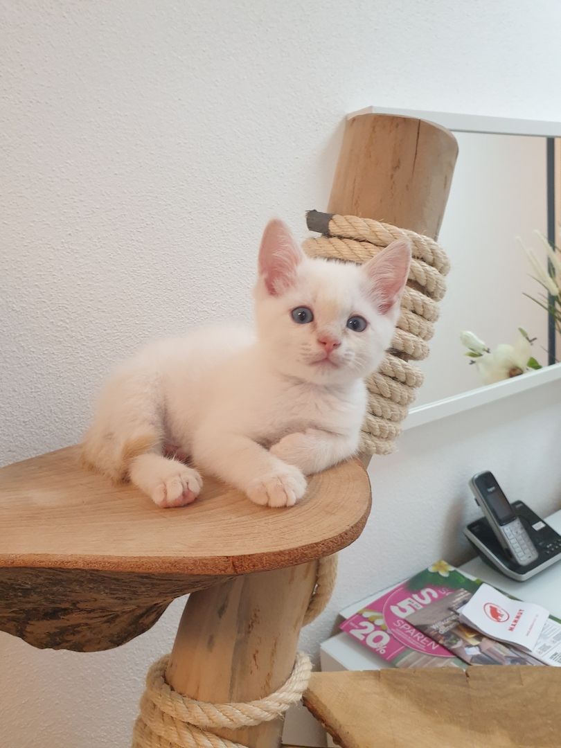 Heilige Birma Ragdoll Kätzchen Kitten Heilige Birma Ragdoll Kätzchen Kitten