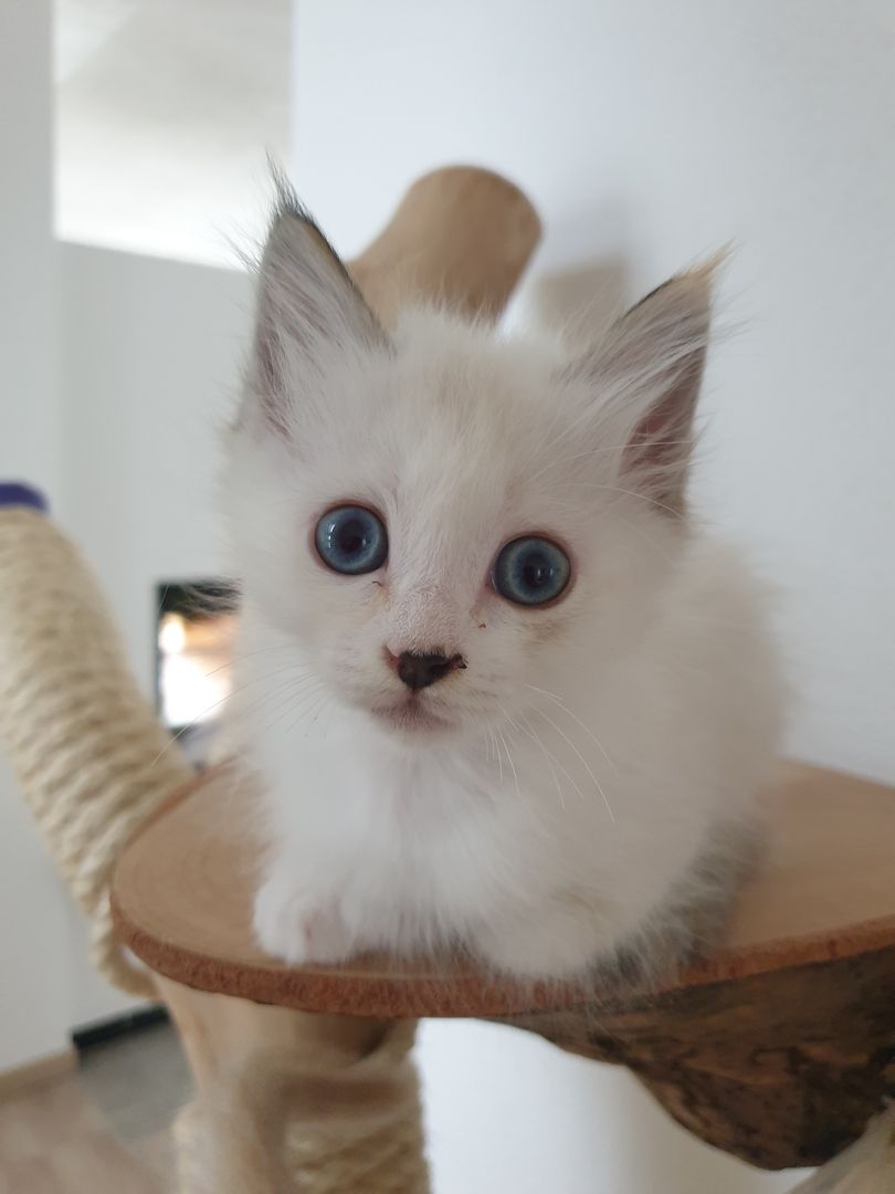 Heilige Birma Ragdoll Kätzchen Kitten Heilige Birma Ragdoll Kätzchen Kitten