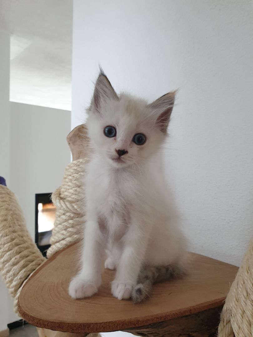 Heilige Birma Ragdoll Kätzchen Kitten Heilige Birma Ragdoll Kätzchen Kitten