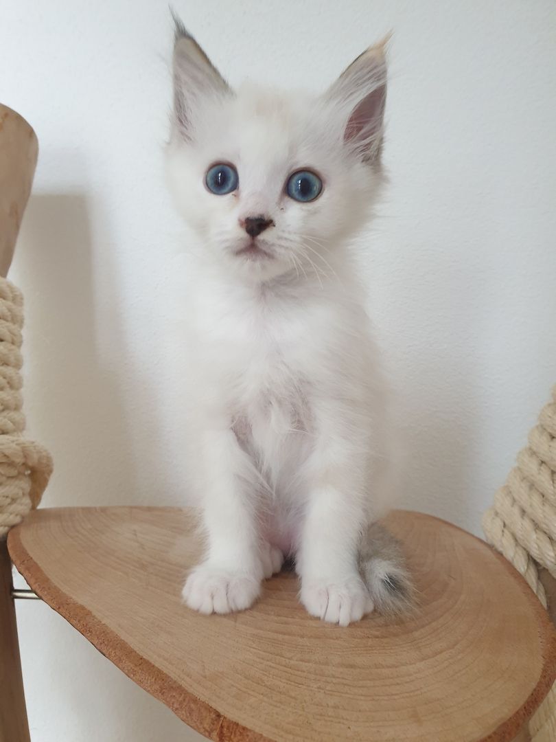 Heilige Birma Ragdoll Kätzchen Kitten Heilige Birma Ragdoll Kätzchen Kitten