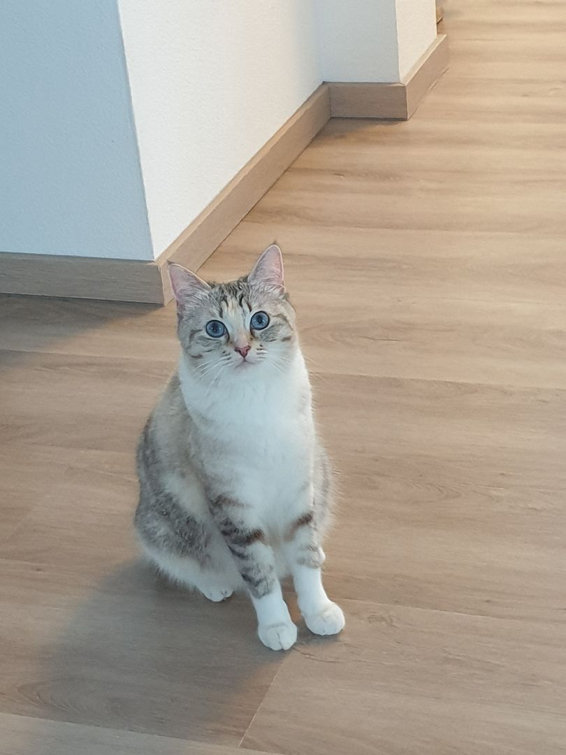 Heilige Birma Ragdoll Kätzchen Kitten Heilige Birma Ragdoll Kätzchen Kitten