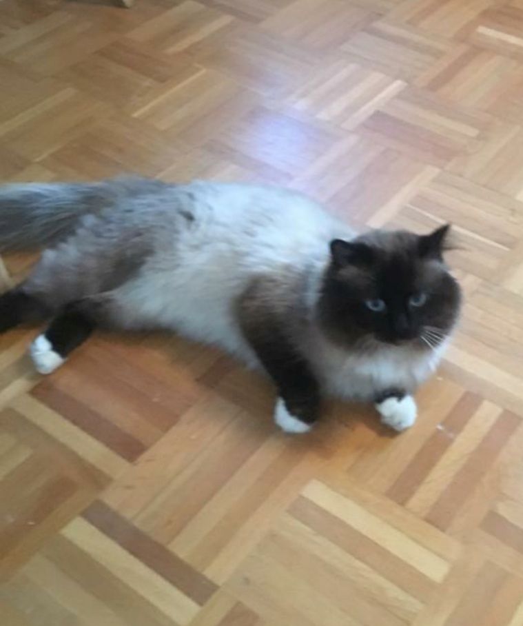 Heilige Birma Ragdoll Kätzchen Kitten Heilige Birma Ragdoll Kätzchen Kitten