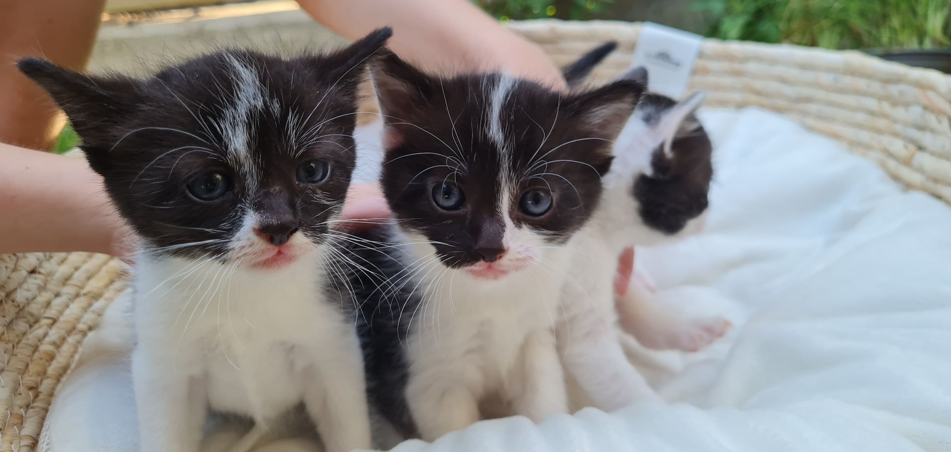 4 kitten katzenbaby