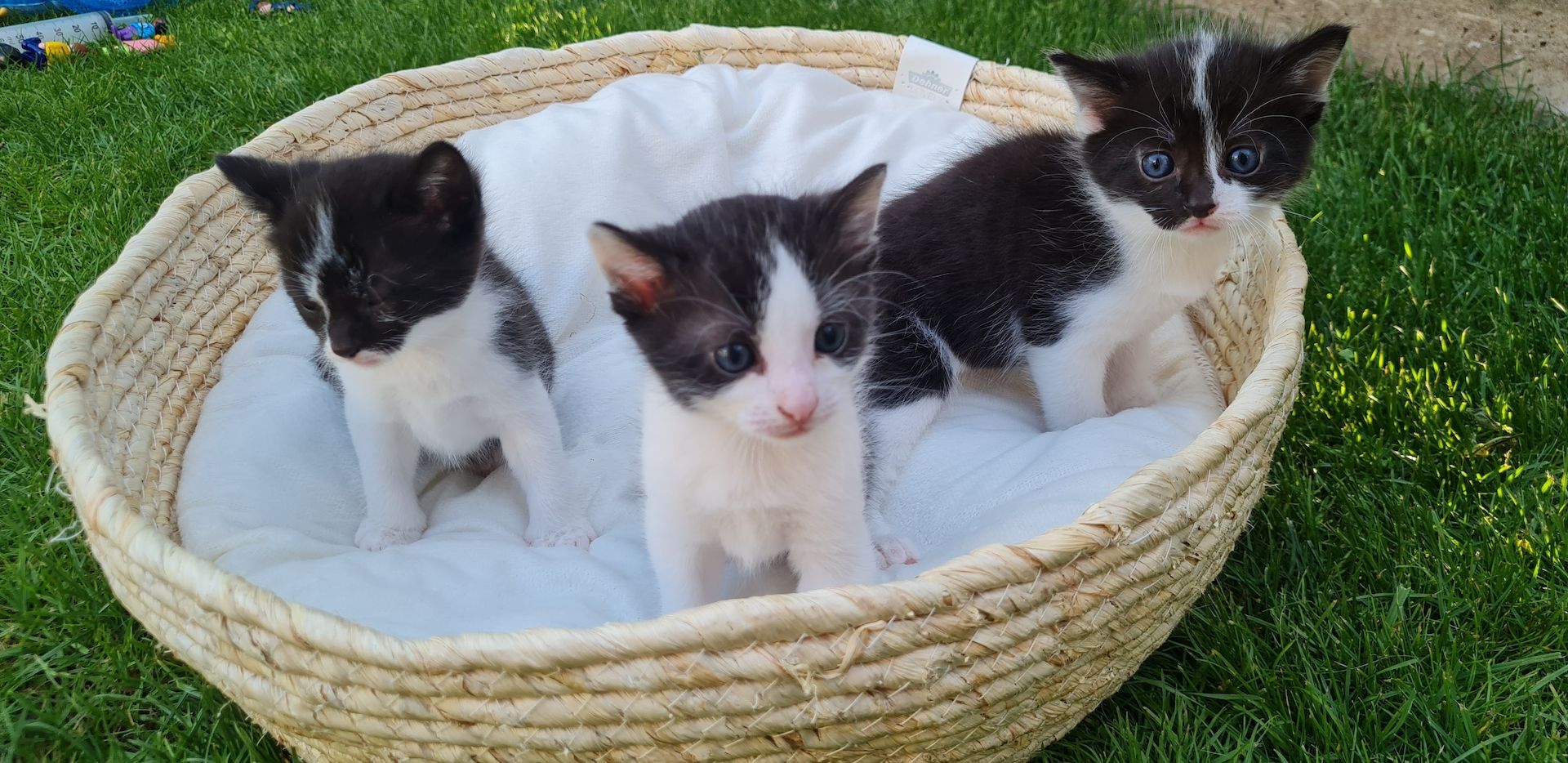 4 kitten katzenbaby