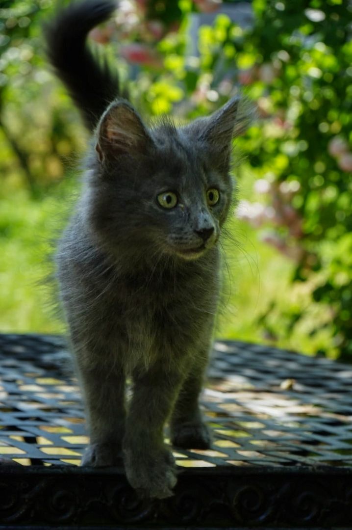noch 2 reinrassige Kitten Norwegische Waldkatze abzugeben