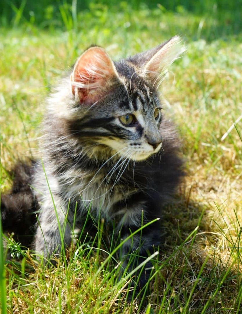 noch 2 reinrassige Kitten Norwegische Waldkatze abzugeben