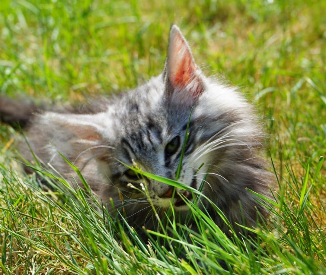 noch 2 reinrassige Kitten Norwegische Waldkatze abzugeben