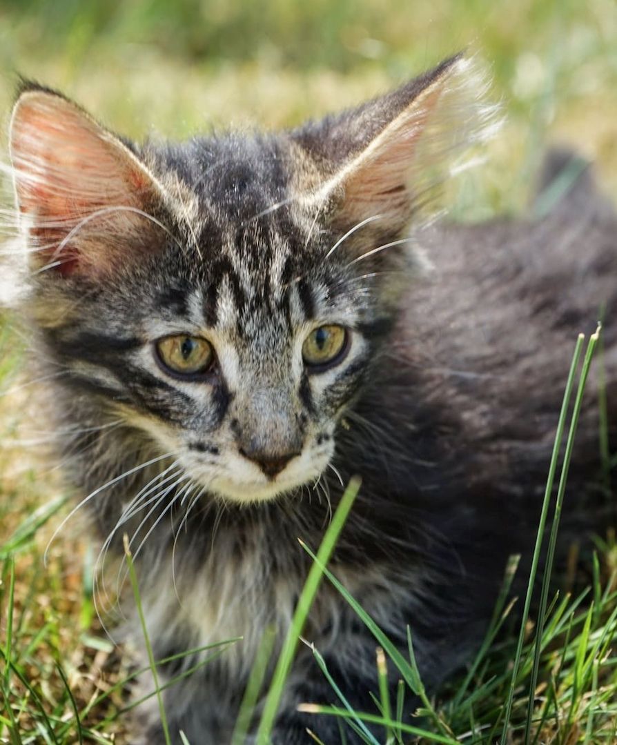 noch 2 reinrassige Kitten Norwegische Waldkatze abzugeben