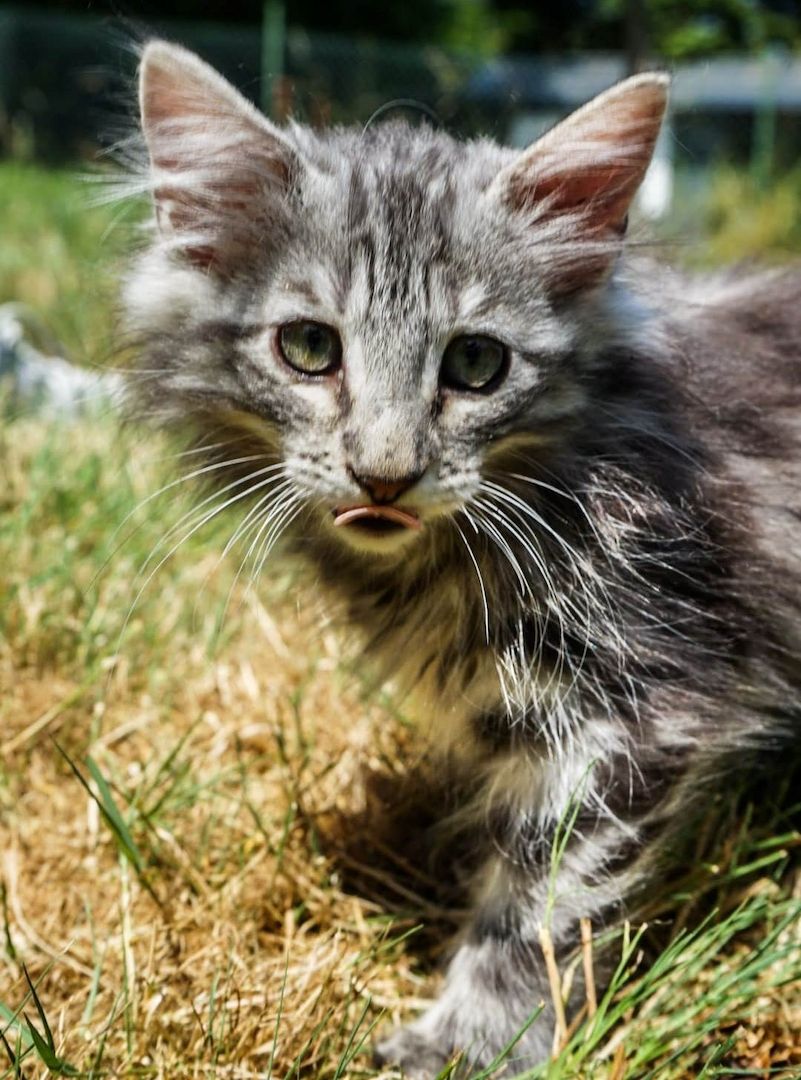 noch 2 reinrassige Kitten Norwegische Waldkatze abzugeben