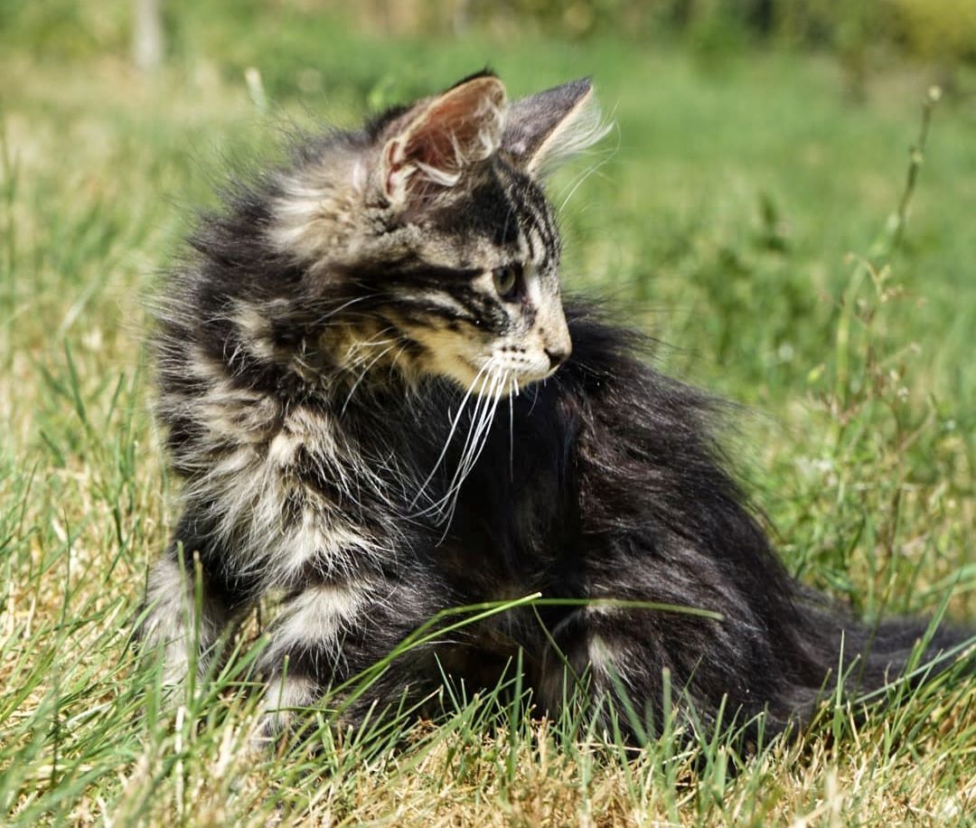 noch 2 reinrassige Kitten Norwegische Waldkatze abzugeben