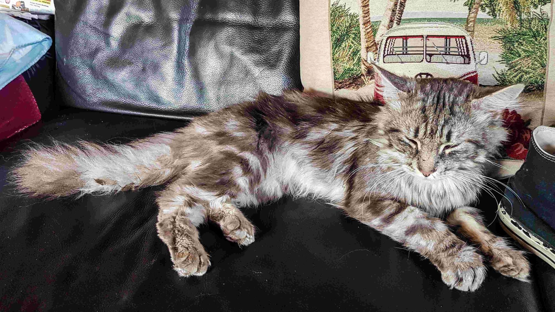 noch 2 reinrassige Kitten Norwegische Waldkatze abzugeben