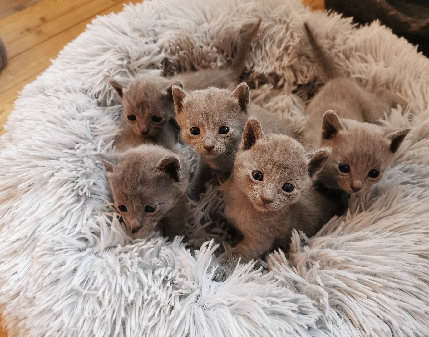 Russisch Blau Kitten mit Stammbaum