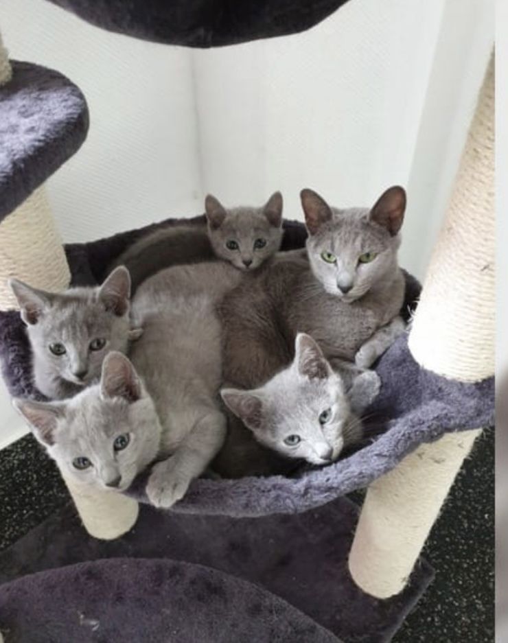Russisch Blau Kitten mit Stammbaum