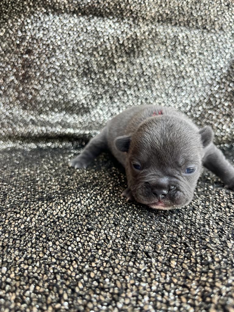 Französische Bulldoggen Welpen Französische Bulldoggen Welpen
