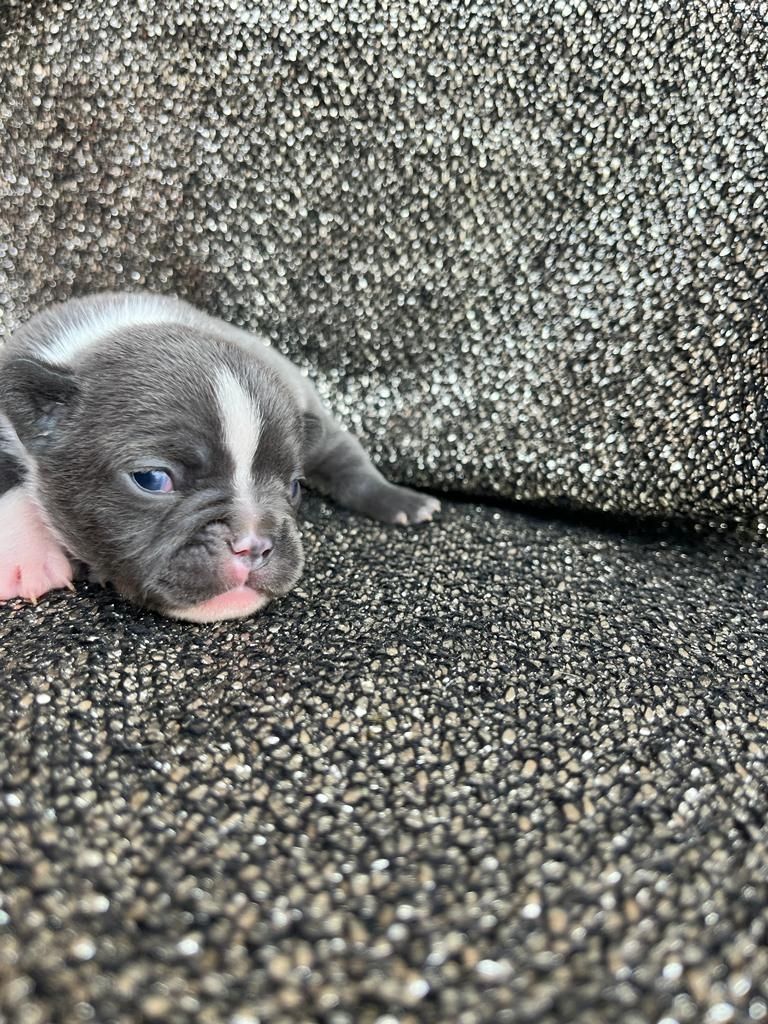 Französische Bulldoggen Welpen Französische Bulldoggen Welpen