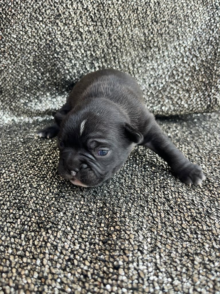 Französische Bulldoggen Welpen Französische Bulldoggen Welpen