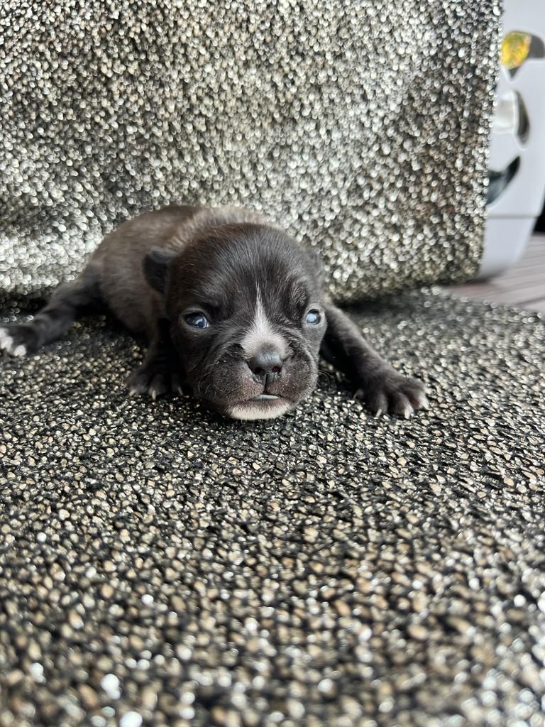Französische Bulldoggen Welpen Französische Bulldoggen Welpen