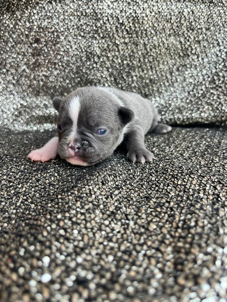 Französische Bulldoggen Welpen Französische Bulldoggen Welpen