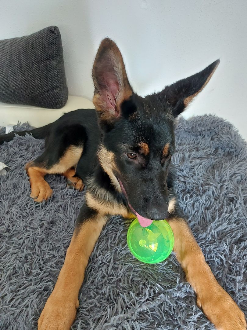 Deutscher Schäferhund Welpe weiblich Deutscher Schäferhund Welpe weiblich
