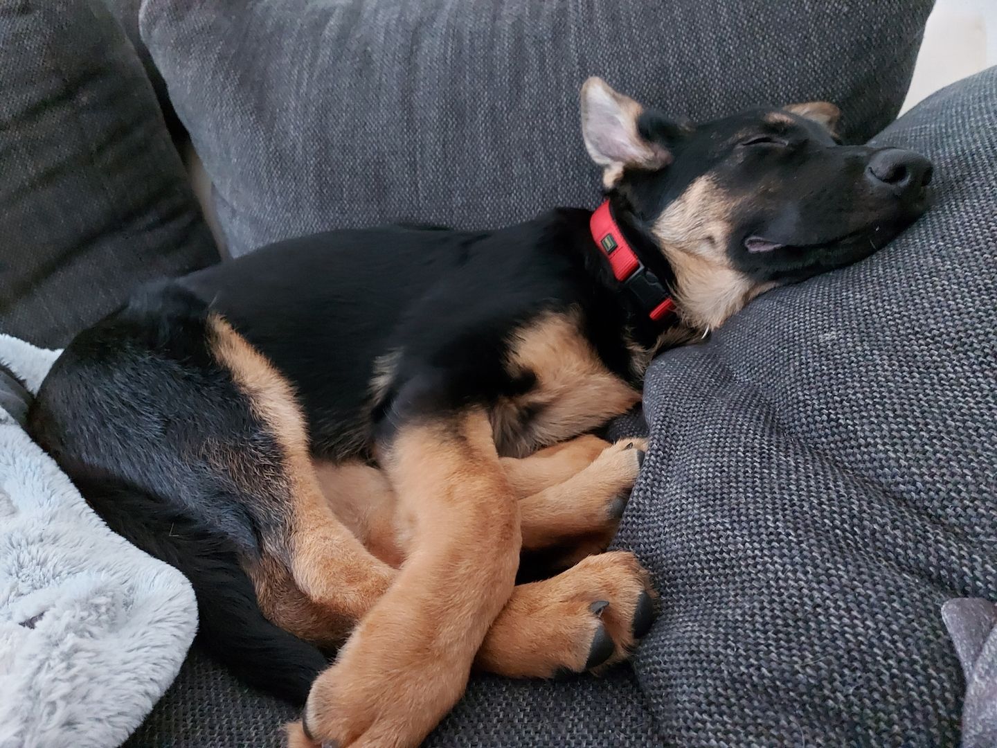 Deutscher Schäferhund Welpe weiblich Deutscher Schäferhund Welpe weiblich