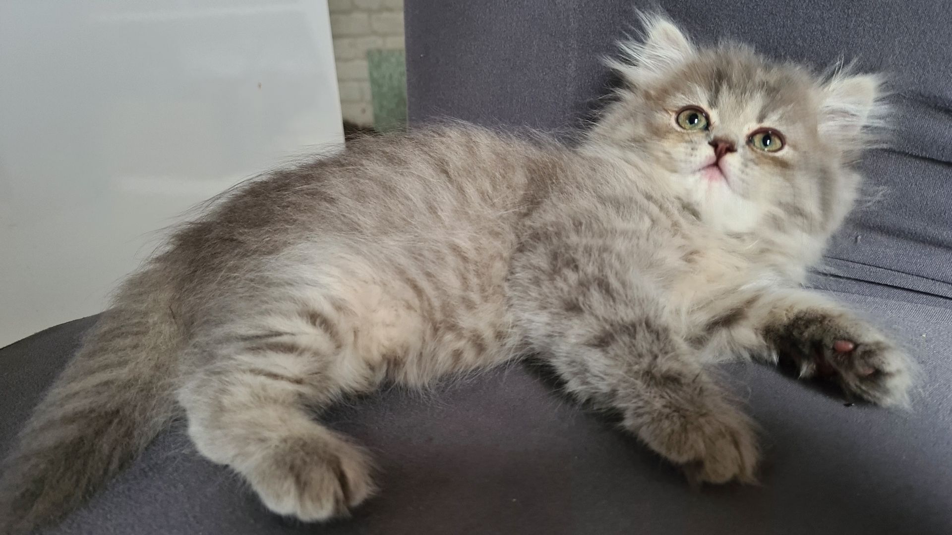 süße BRITISCH LANGHAAR Schnuten